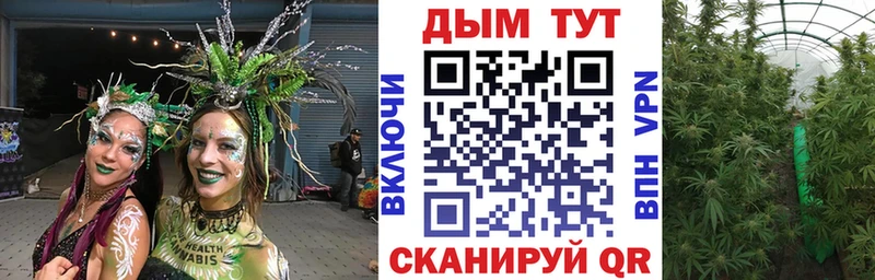 Конопля сатива  Миньяр 